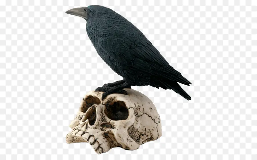 Raven，Pájaro PNG