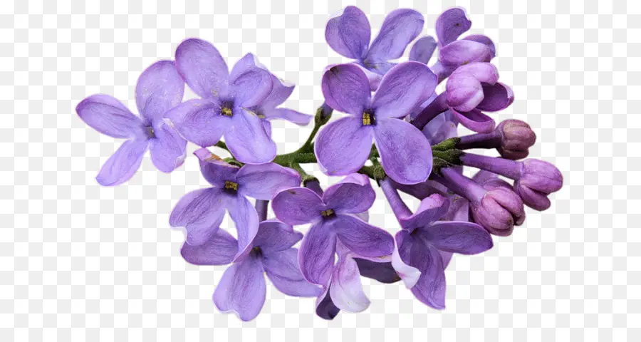 Flor，Lavanda PNG