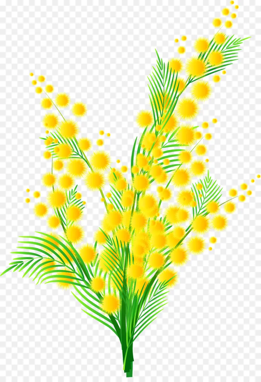 Mimosa，Flor PNG