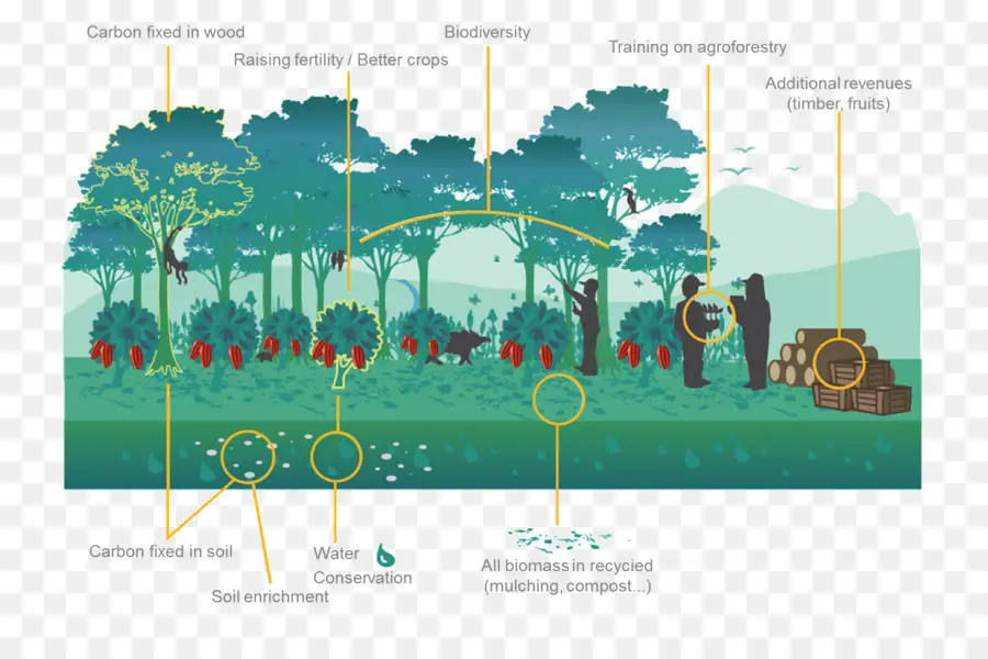 Ecosistema，Agroforestal PNG