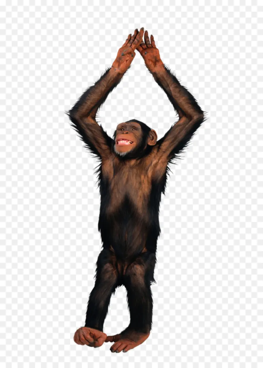 Mono，Chimpancé PNG