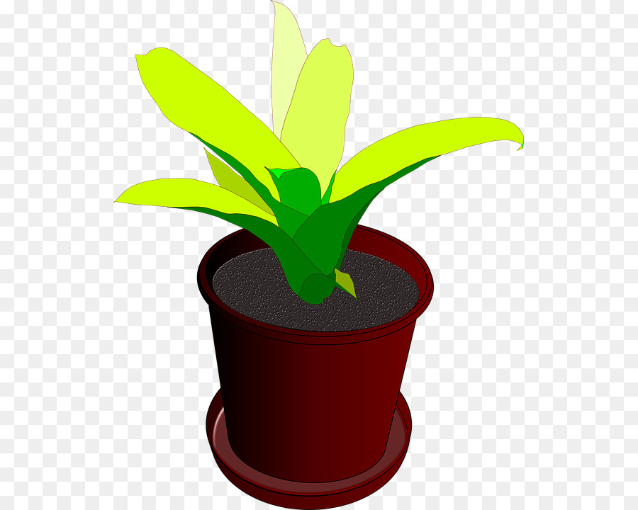 Planta De Interior，Maceta PNG