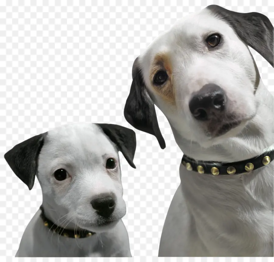 Perro Dálmata，Jack Russell Terrier PNG