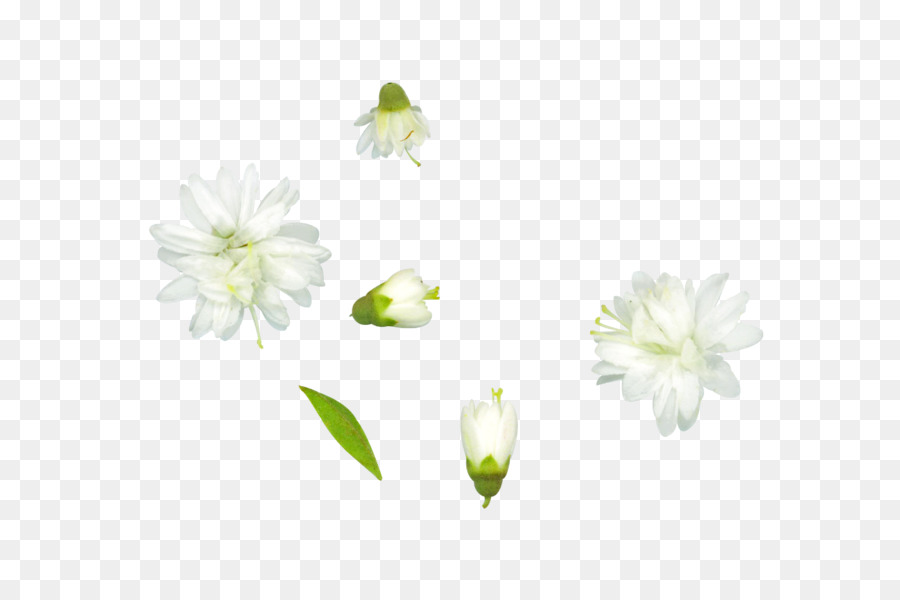 Las Flores Cortadas，Flor PNG