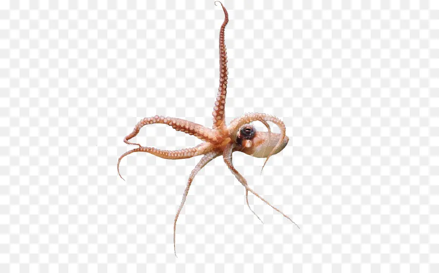 Pulpo，Criatura Marina PNG