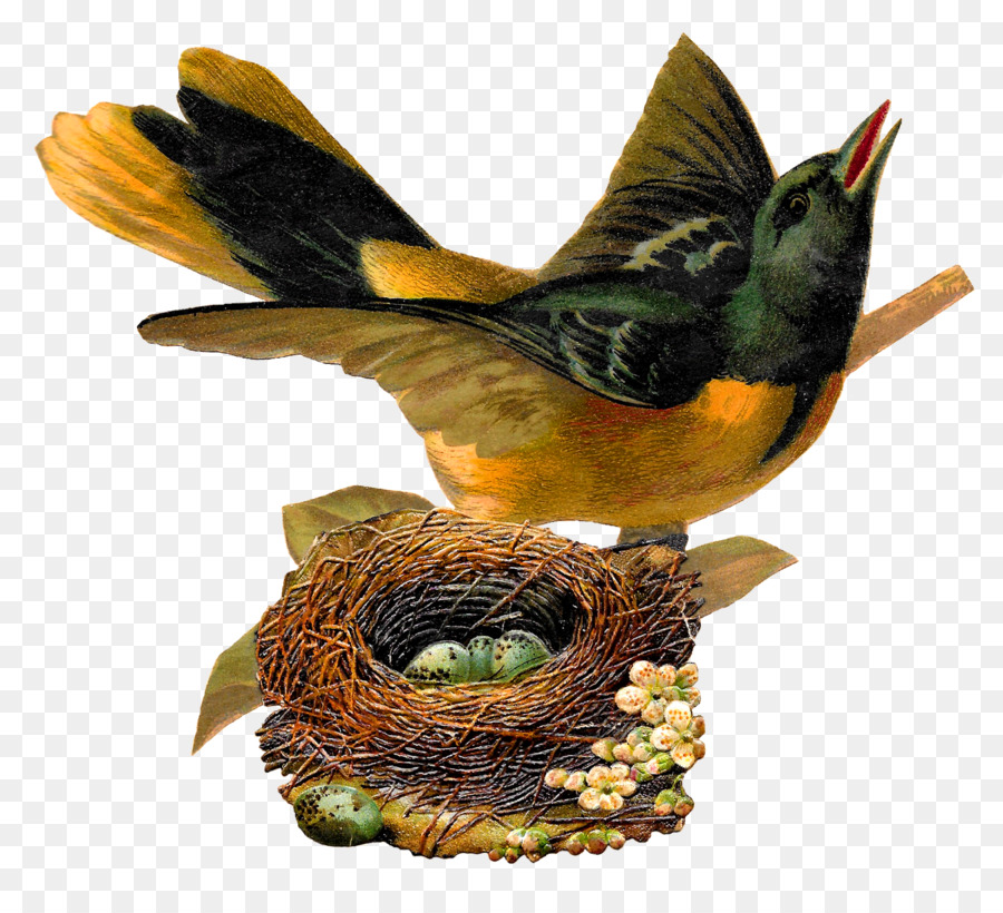 Pájaro，Nido De Pájaro PNG