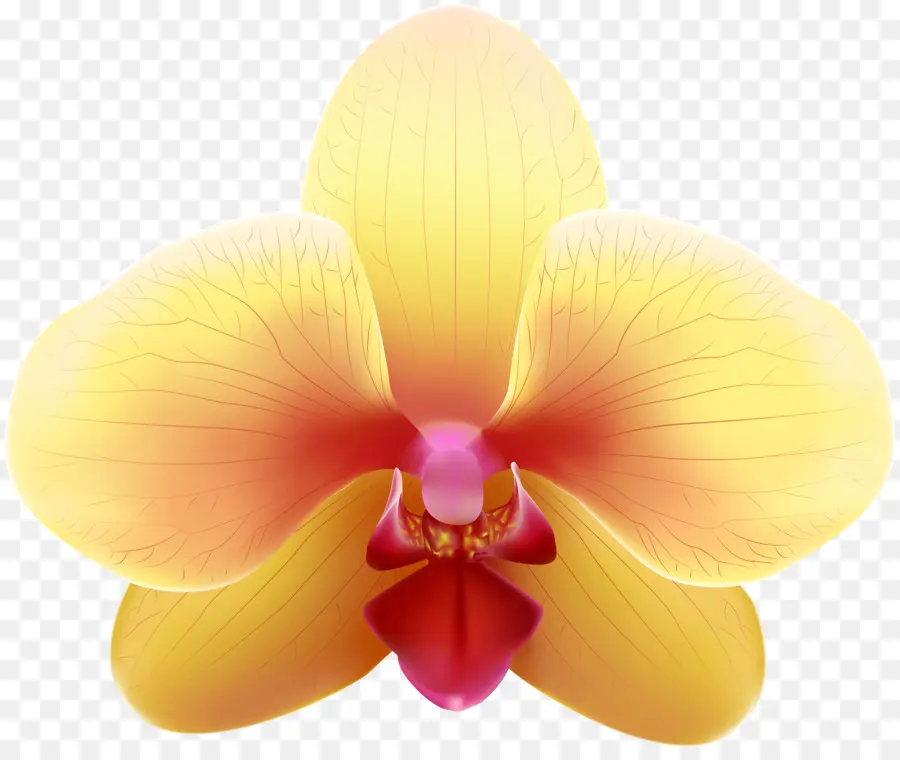 Orquídea，Floración PNG