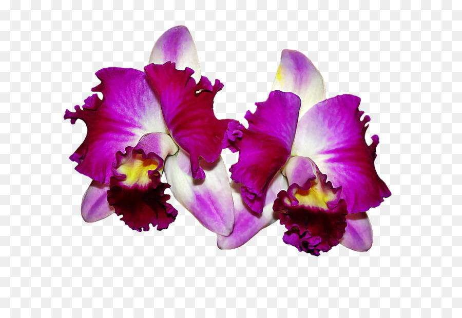 Orquídea Rosa，Florecer PNG