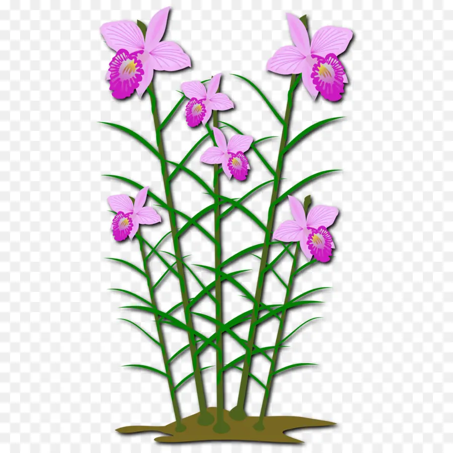 Flores Rosadas，Tallos Verdes PNG