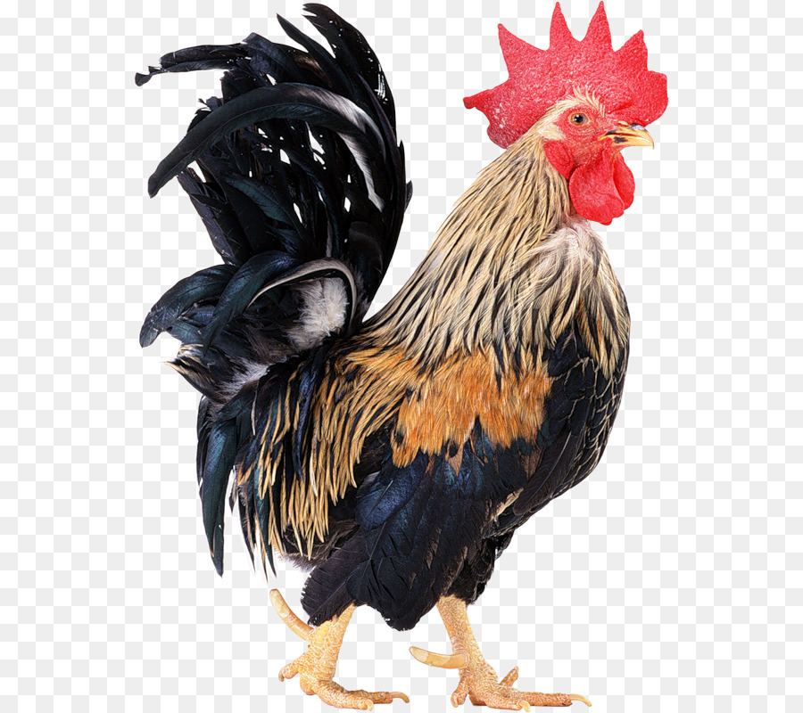 Pollo，Pájaro PNG