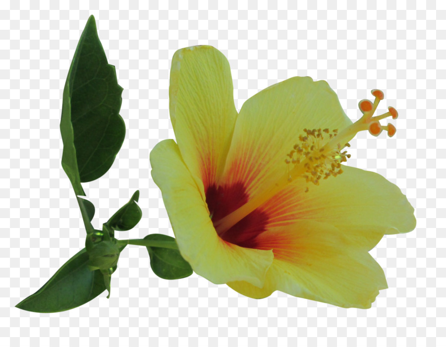 Hibiscus Amarillo，Hibiscus PNG
