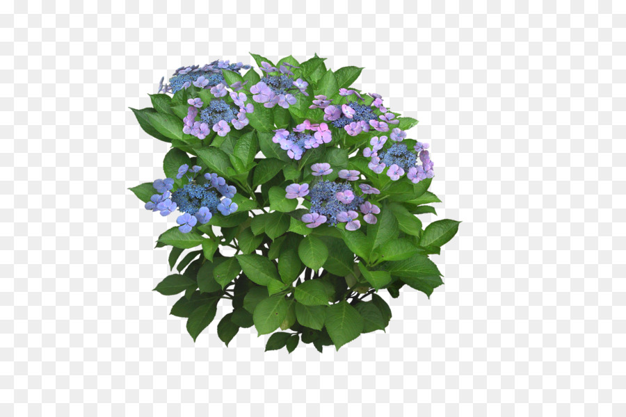 Hortensia，Flor PNG