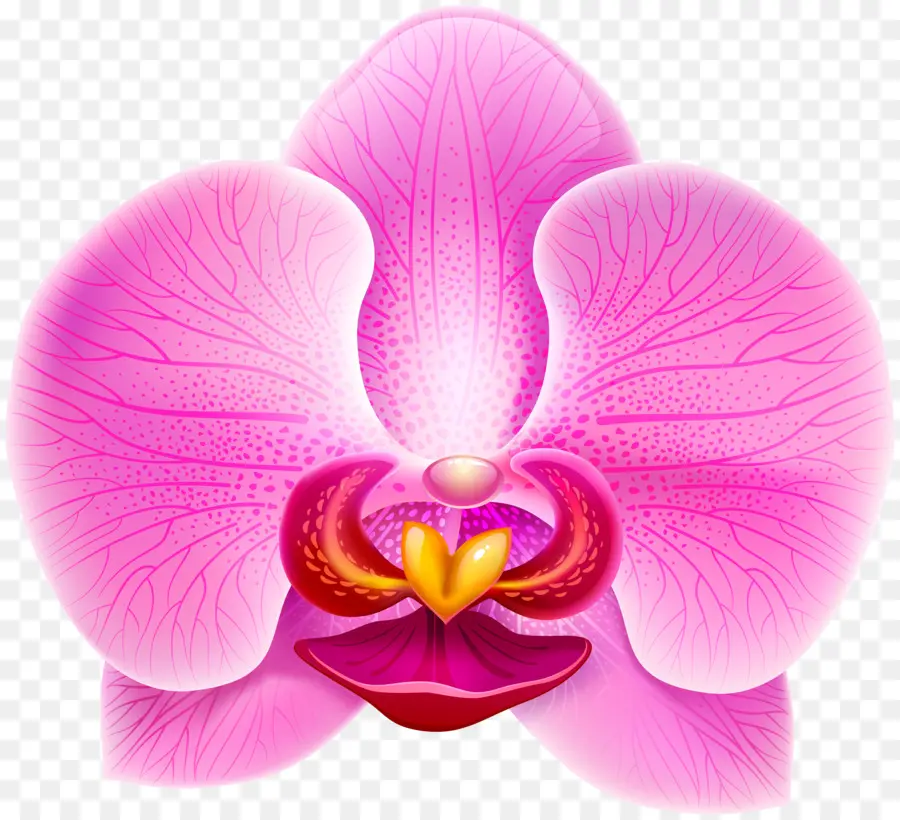 La Polilla De Las Orquídeas，Las Orquídeas PNG