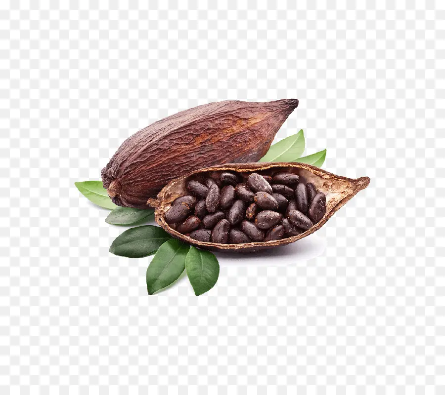 Criollo，Grano De Cacao PNG