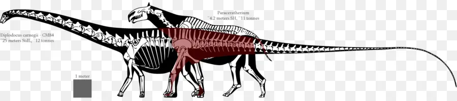 Esqueleto De Dinosaurio，Fósil PNG