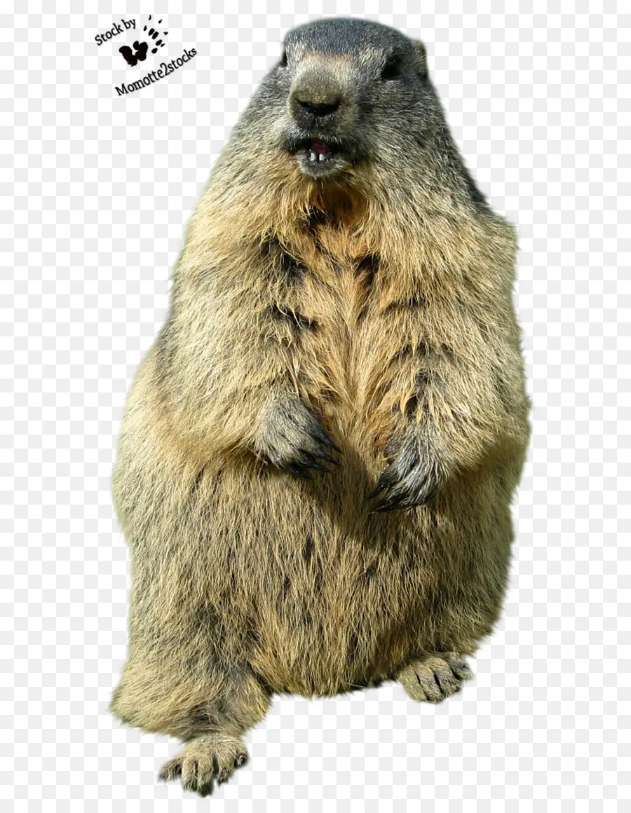 Marmota，Roedor PNG