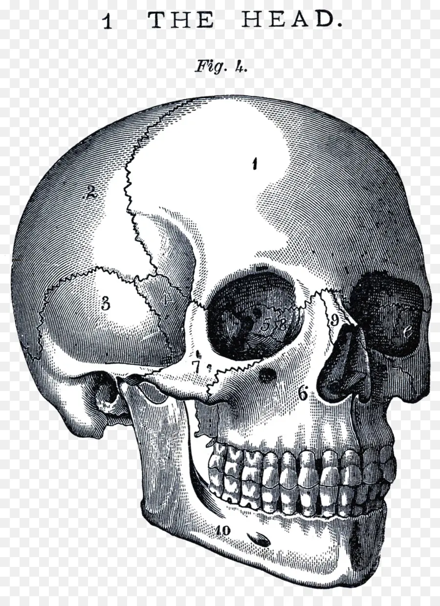 Cráneo，Anatomía PNG