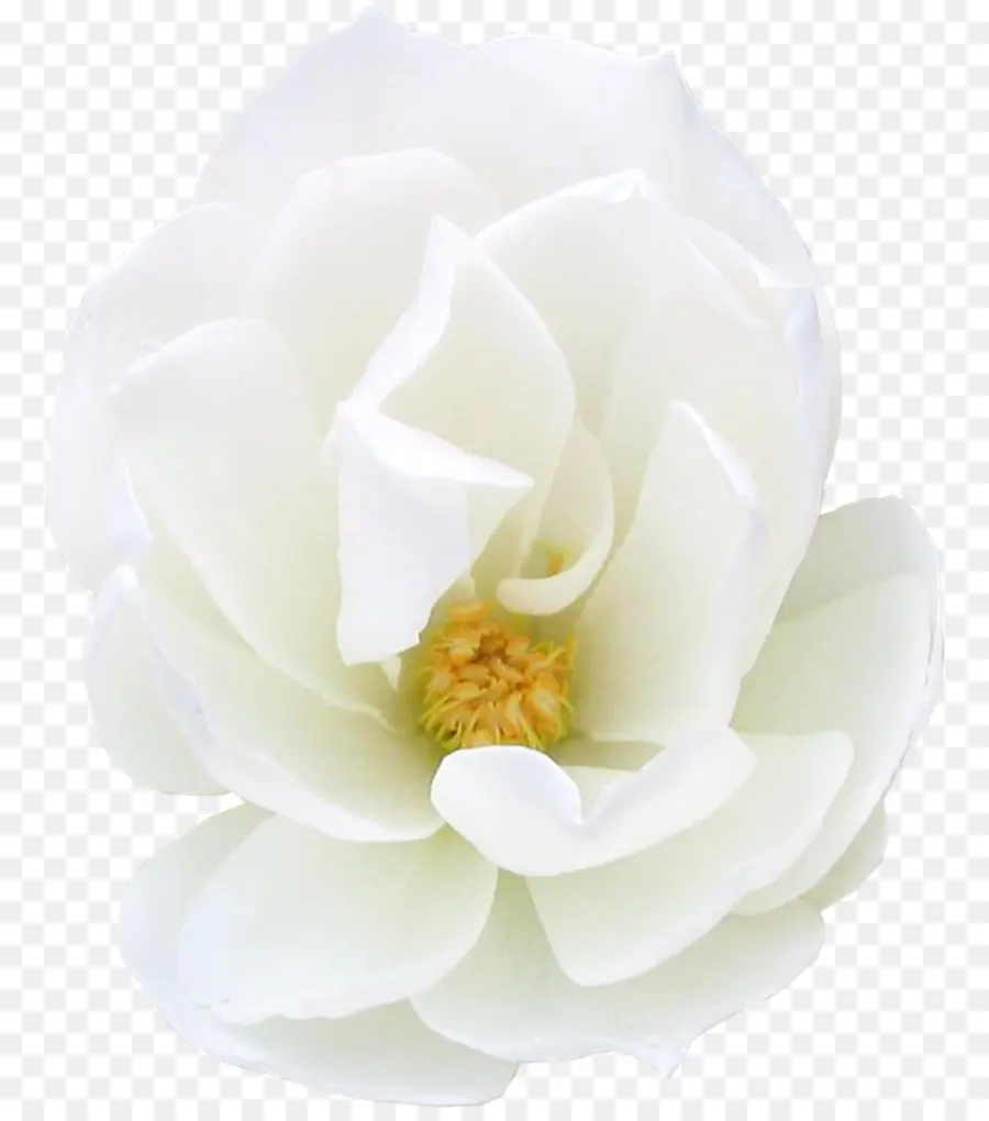 Gardenia，Magnoliaceae PNG