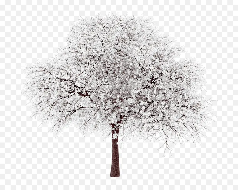 árbol，Populus Grandidentata PNG
