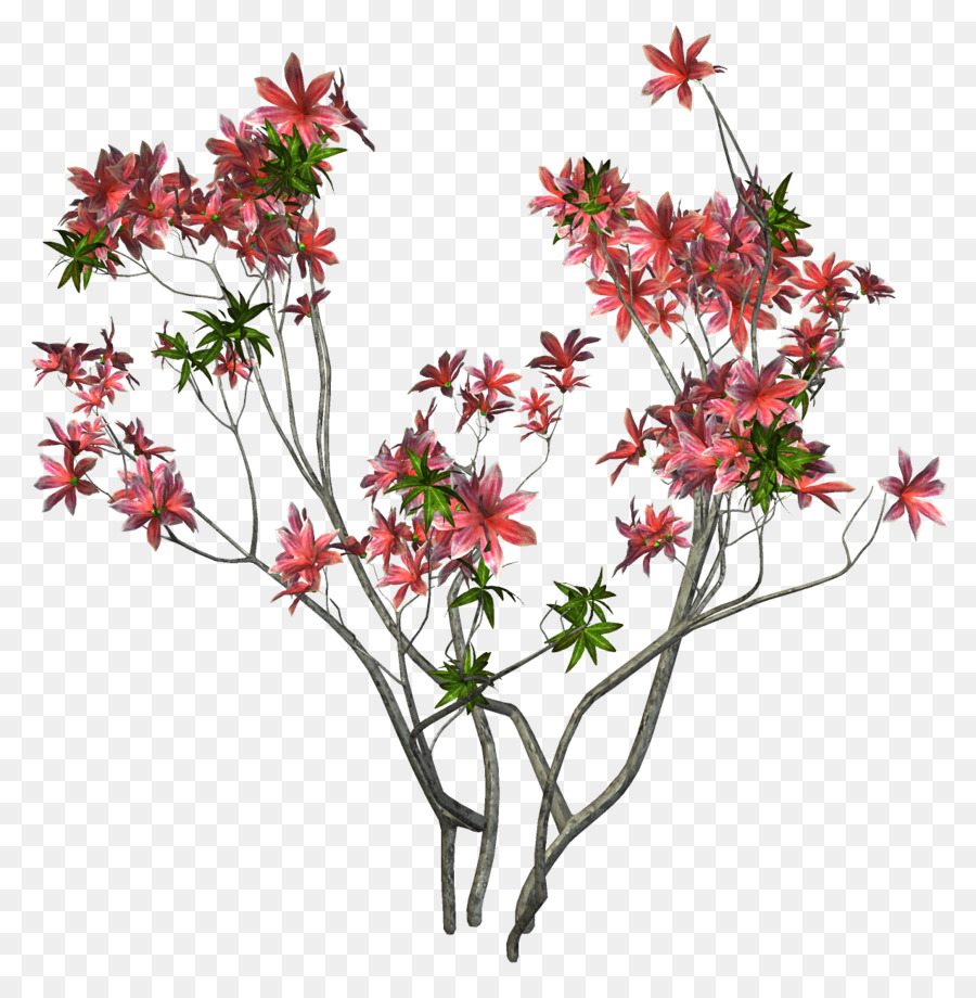 Planta Con Flores，Flores PNG