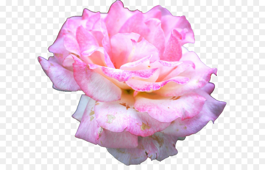 Rosa，Floración PNG