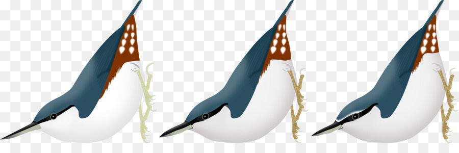 Pájaro，Paseriformes PNG