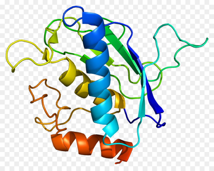 Metaloproteinasa De La Matriz，Mmp16 PNG