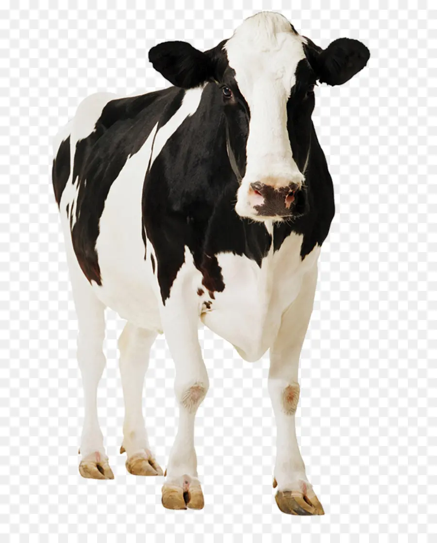 Espectador De Pie，Ganado Frisio De Holstein PNG