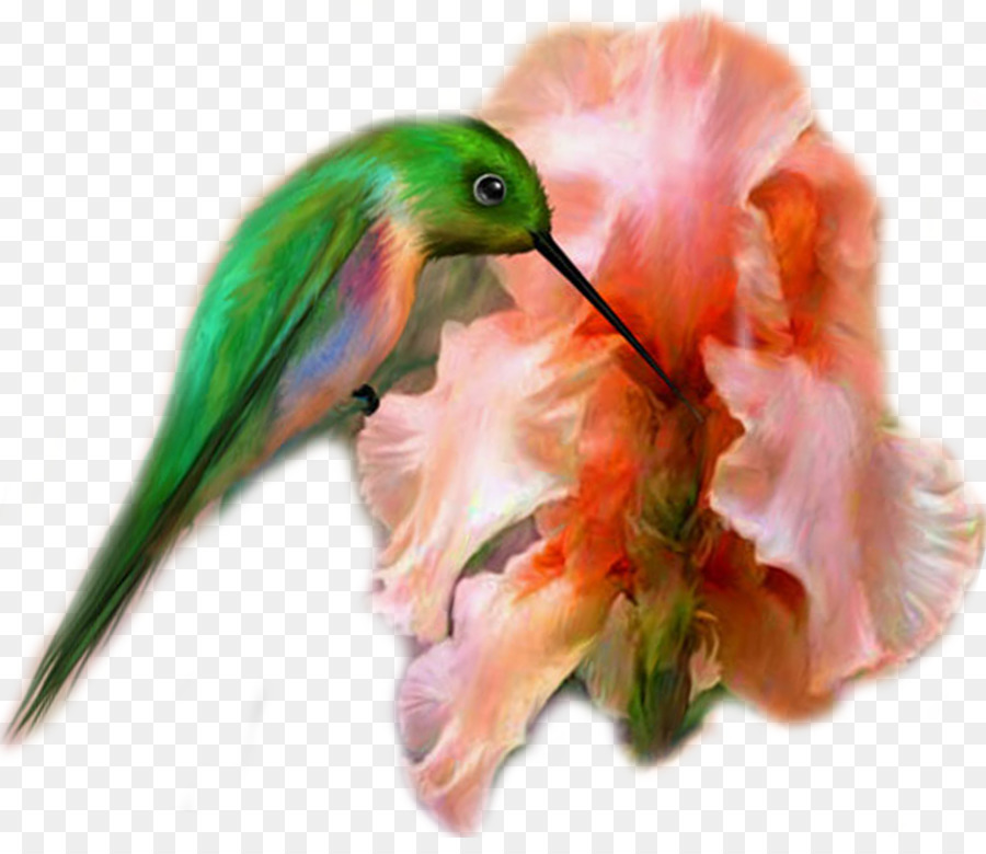 Pájaro，Pintura PNG