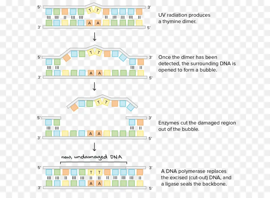 Adn，Diagrama De Cableado PNG