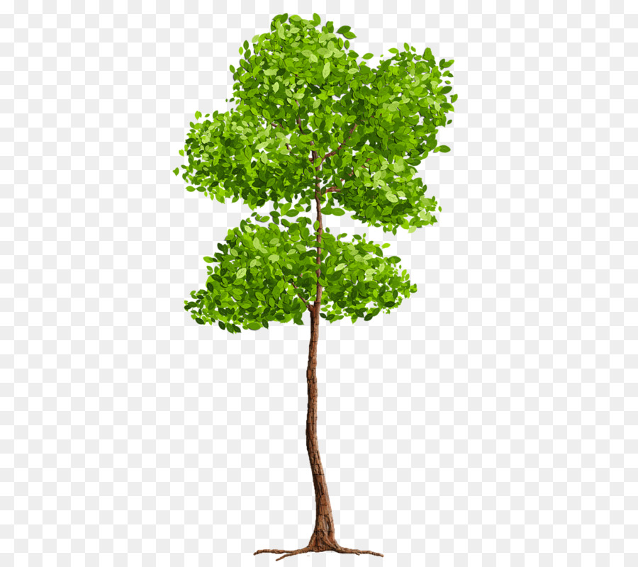 árbol，Blog PNG