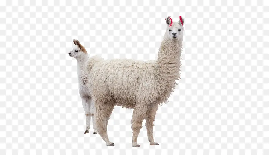 Llama，Alpaca PNG