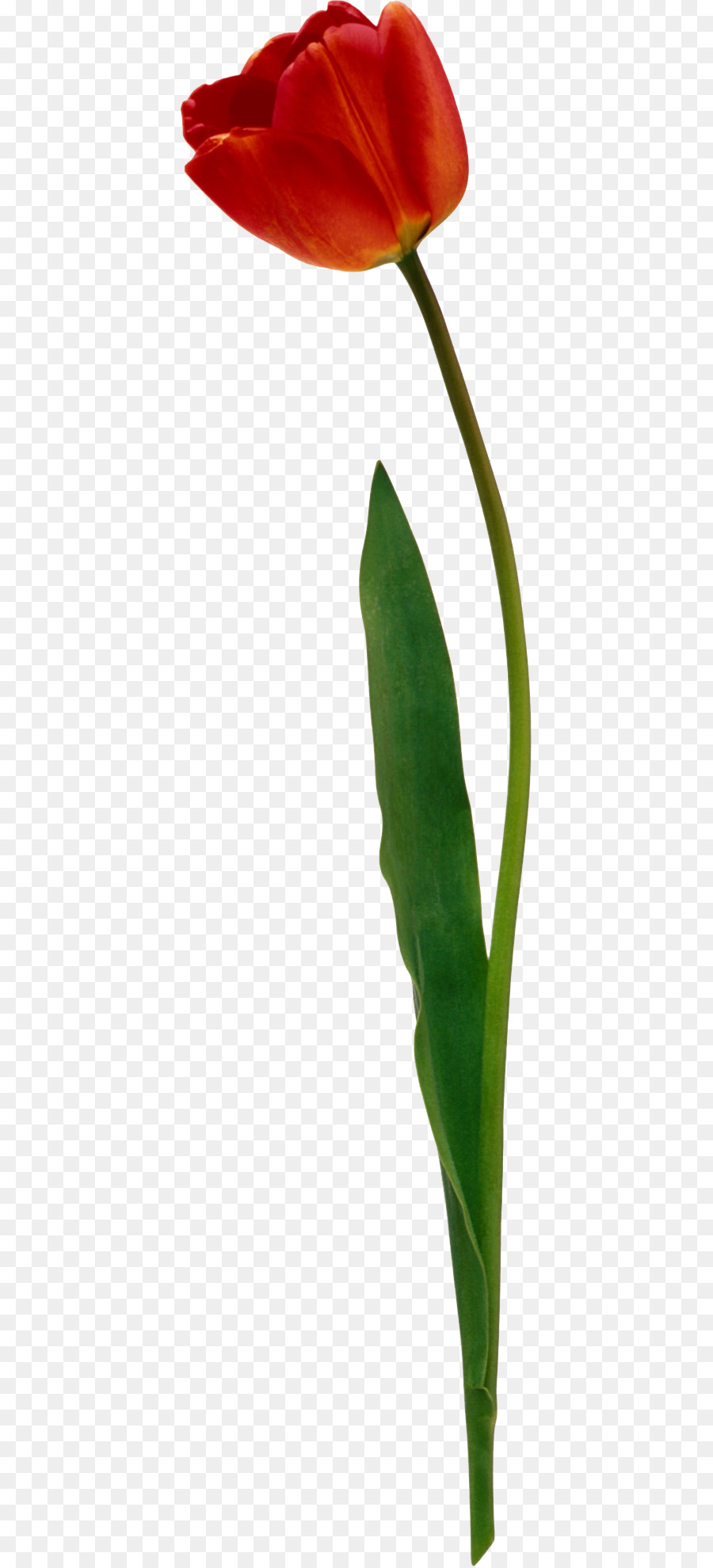 Tulipanes，Rojo PNG