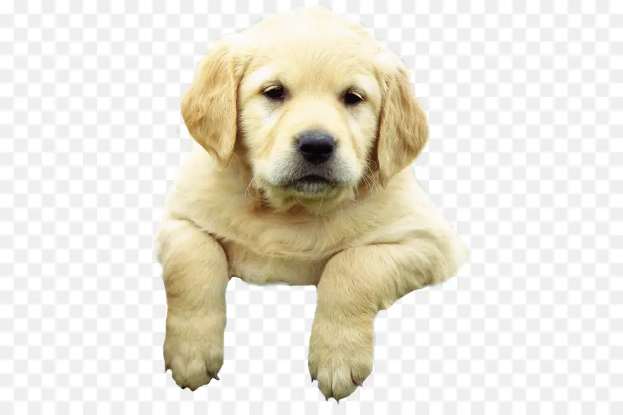 Cachorro，Perro PNG