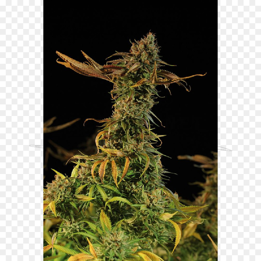 De Oro De La Cosecha，Cannabis Sativa PNG