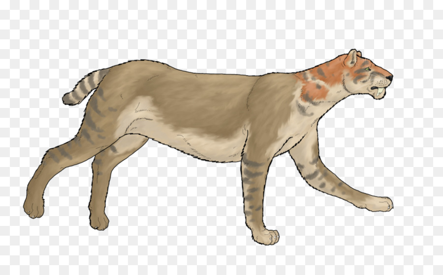 Puma，León PNG