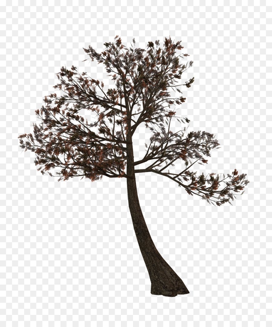 Ramita，árbol PNG