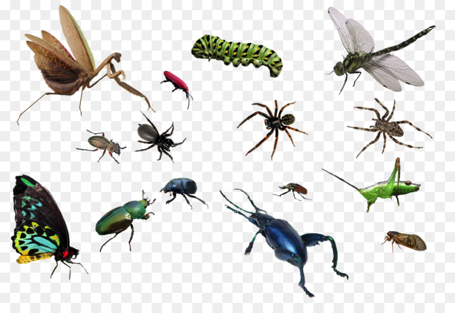 Los Insectos，Tutorial PNG