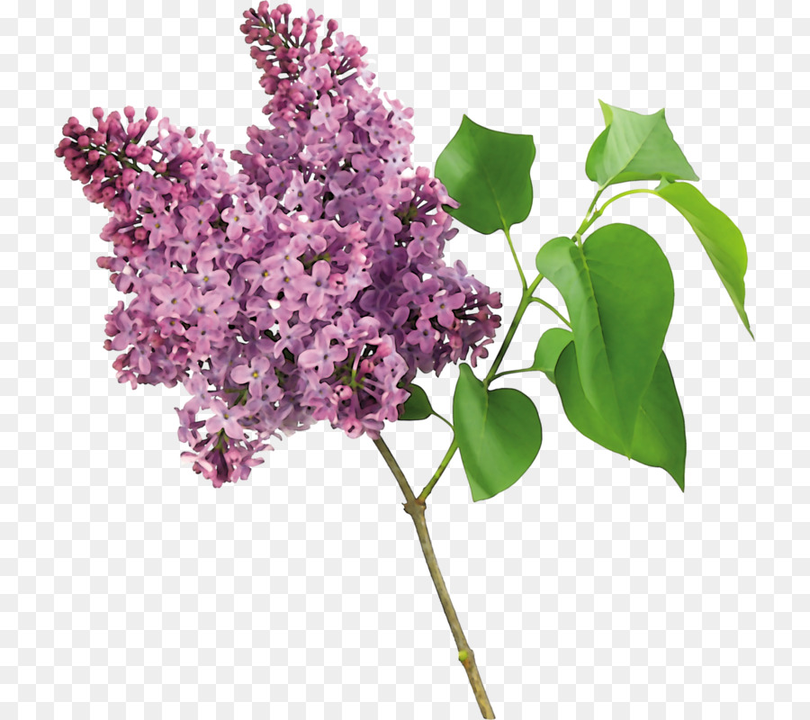 Flor Morada，Florecer PNG