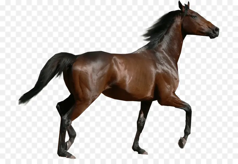 Caballo Marrón，Correr PNG