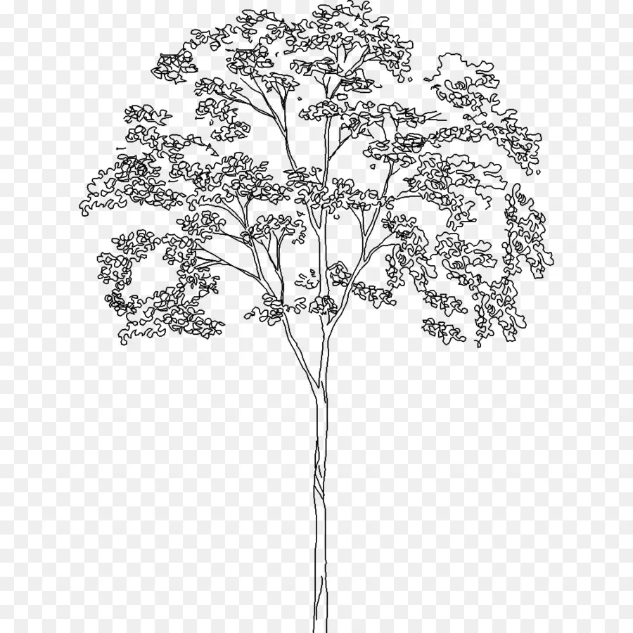 Árbol，Planta PNG