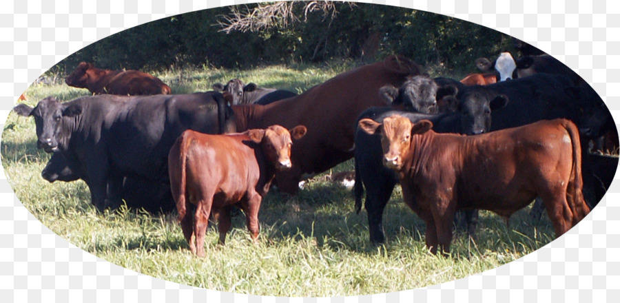 Ganado Angus，El Ganado Jersey PNG