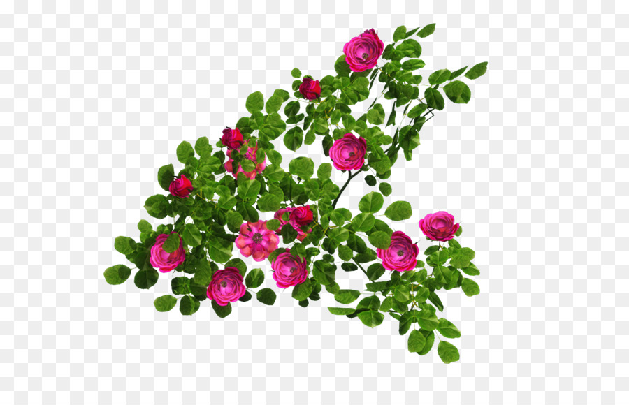 Flores Rosadas，Hojas Verdes PNG