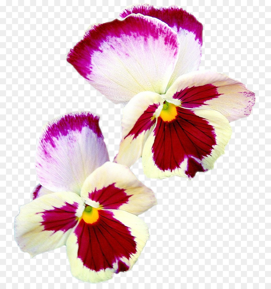 Pansy，La Polilla De Las Orquídeas PNG