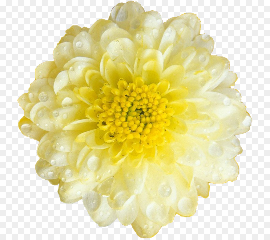 Flor，Amarillo PNG