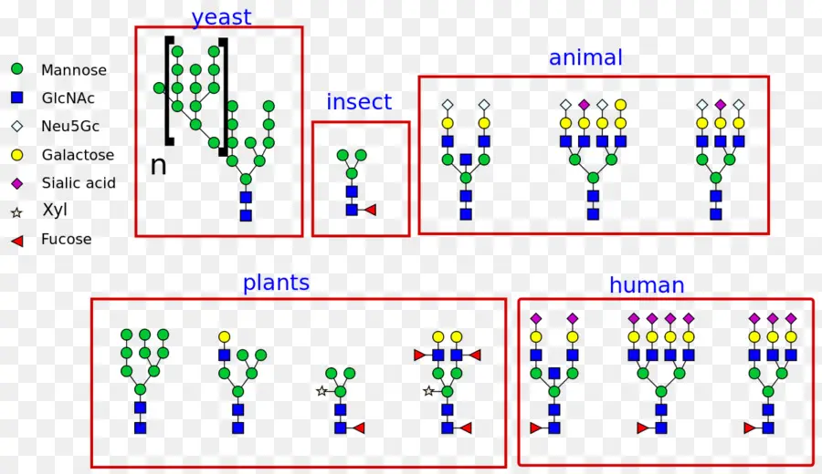 Nlinked Glicosilación，Glicano PNG