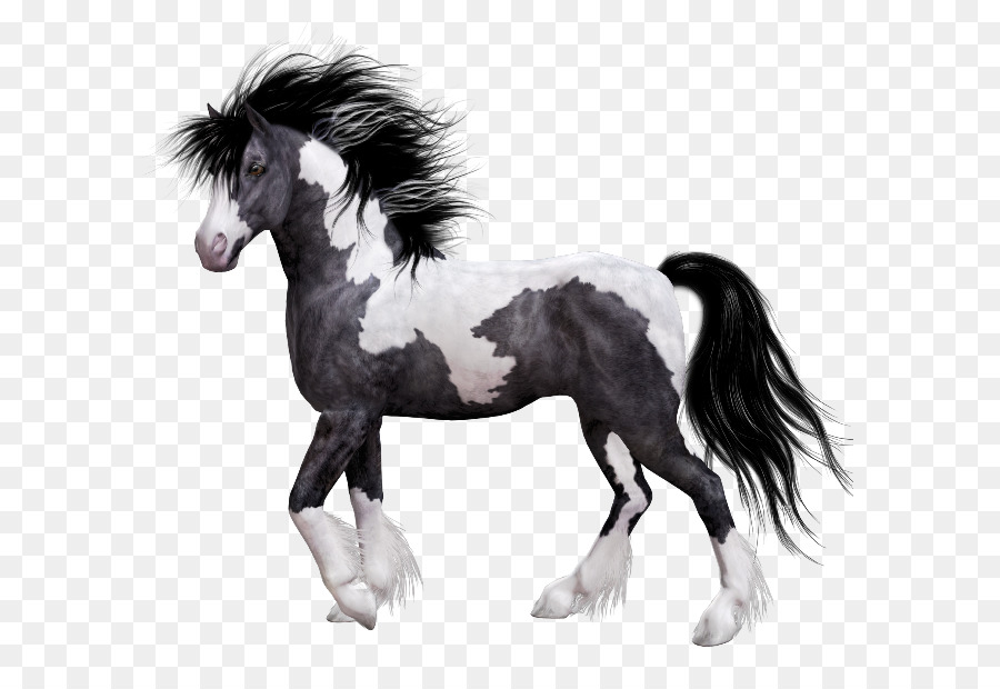 Caballo，Mane PNG