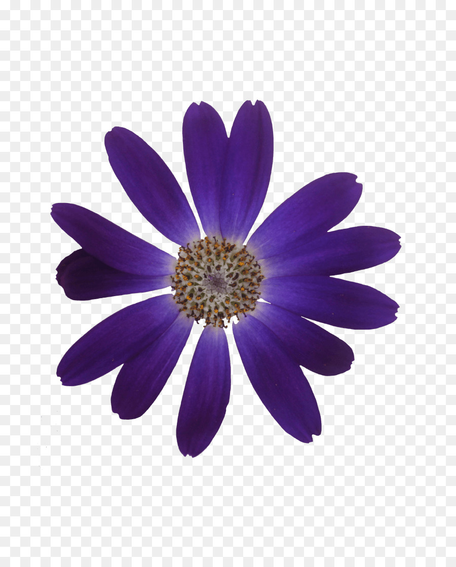 Pericallis，Bombilla PNG