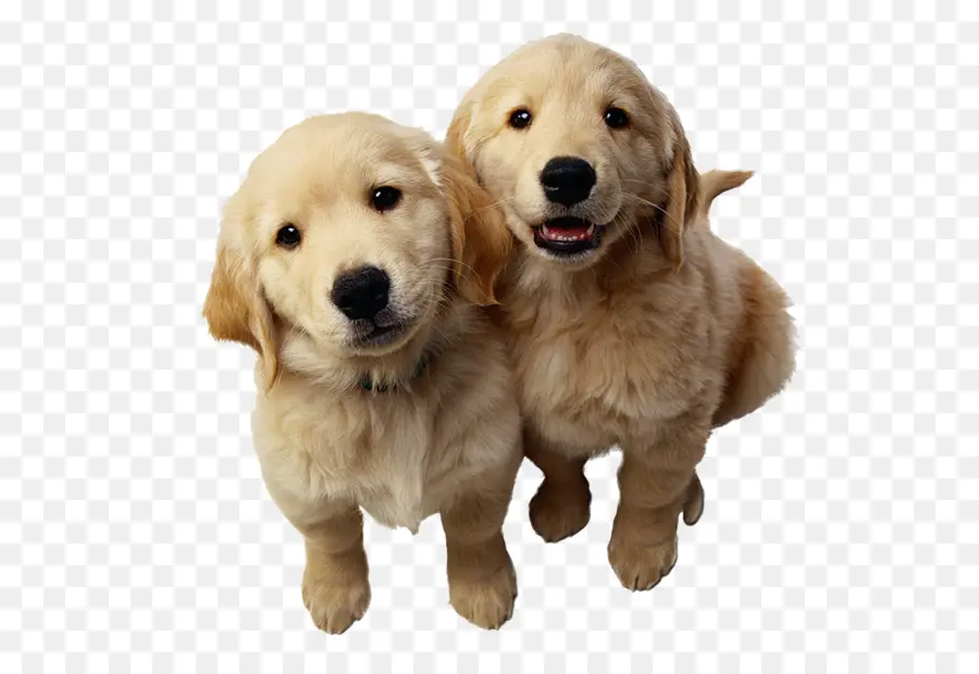 Cachorros，Perros PNG