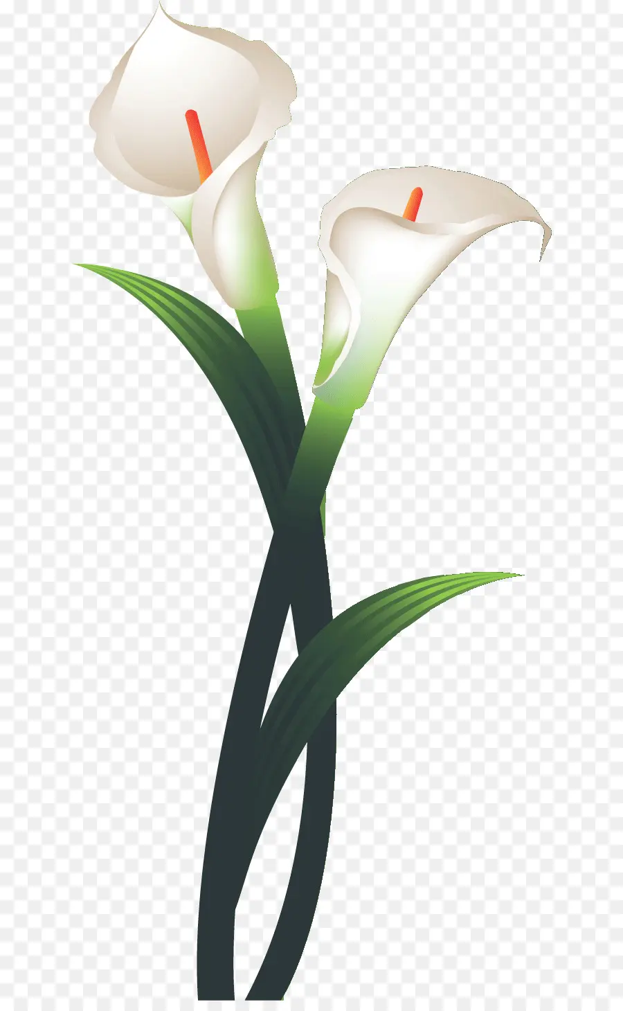 Tulip，Flor PNG